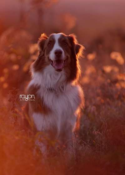 Zeichnungen eurer Hunde-Beitrag-Bild