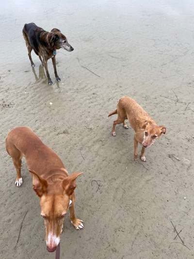 Windhundtreffen - PLZ-Beitrag-Bild