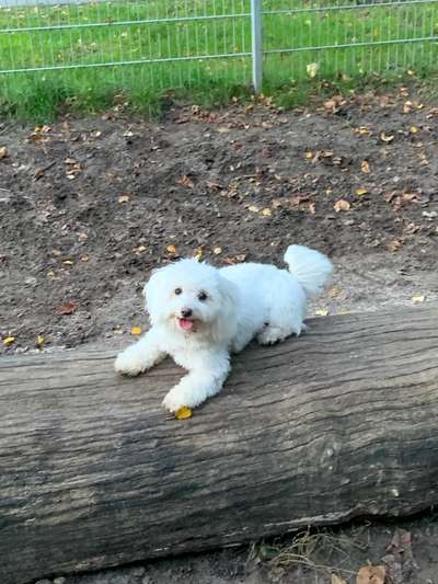 Dogorama Photo Challenge - Portrait-Beitrag-Bild