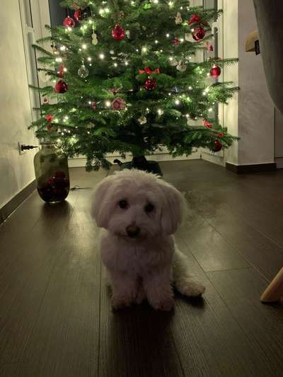 Dogorama Photo Challenge - Weihnachtsbaum-Beitrag-Bild