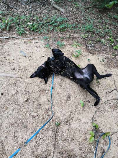 Dogorama Photo Challenge - Zeigt her eure Bäuche-Beitrag-Bild