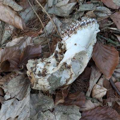 "Wege zur Freundschaft" (Ulli Reichmann)-Beitrag-Bild