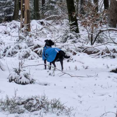 "Wege zur Freundschaft" (Ulli Reichmann)-Beitrag-Bild