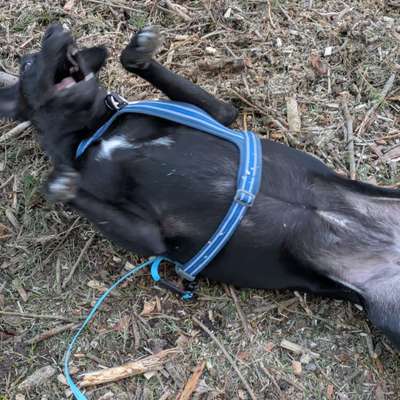 "Wege zur Freundschaft" (Ulli Reichmann)-Beitrag-Bild