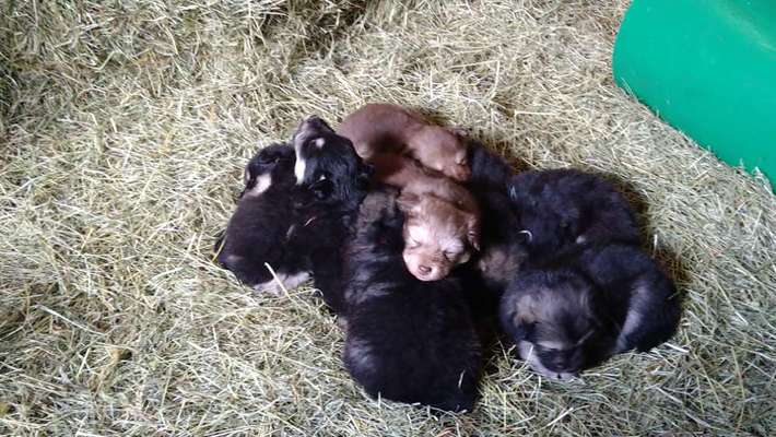 Finnischer Lapphund-Beitrag-Bild