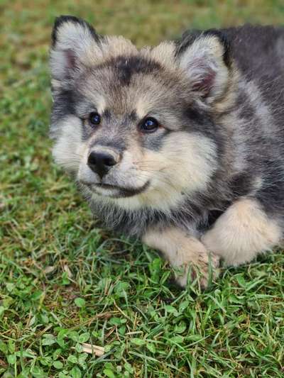 Finnischer Lapphund-Beitrag-Bild