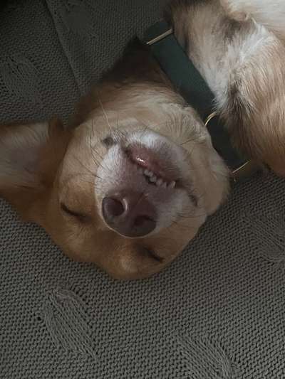 Lustigsten Grimassen von euren Hunden-Beitrag-Bild