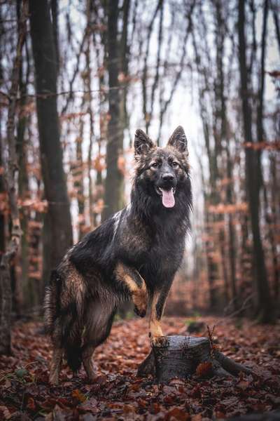 Schäferhund-Beitrag-Bild