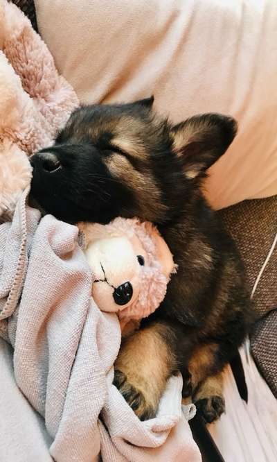 Welpen Bilder !-Beitrag-Bild