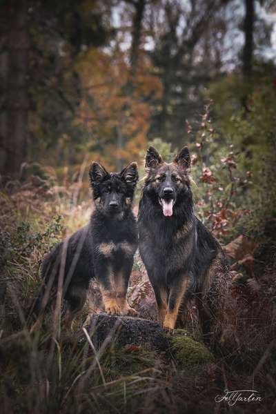 Foto's und Hundemodels-Beitrag-Bild