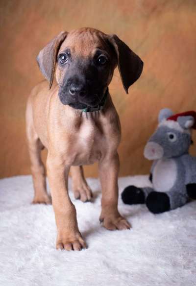 Welpen Bilder !-Beitrag-Bild