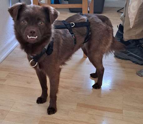 TierschutzhundeStammtisch🐕-Beitrag-Bild