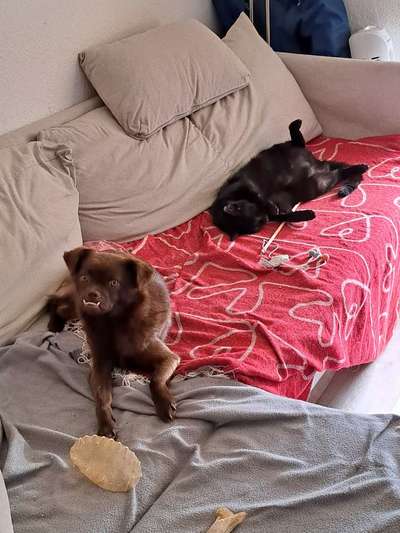 TierschutzhundeStammtisch🐕-Beitrag-Bild