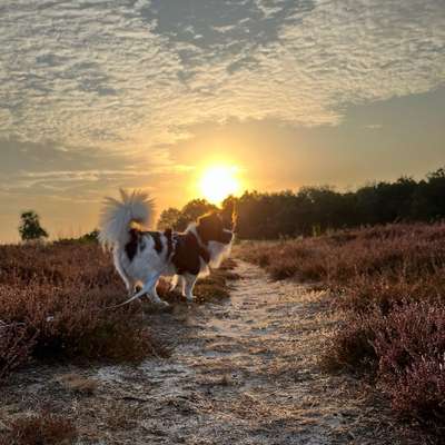 Hundetreffen-Gassi oder Wandern.