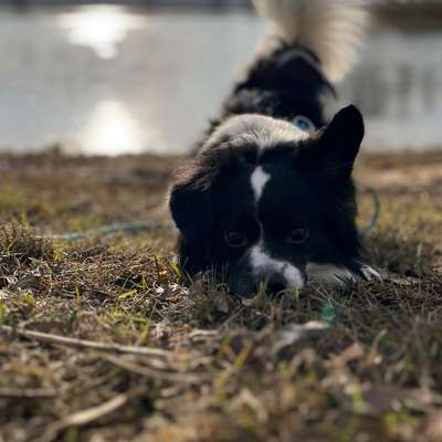 Hundetreffen-Mantrailing-Profilbild