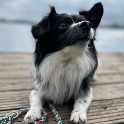 Hundetreffen-Trainingspartner-Profilbild