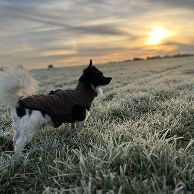 Hundetreffen-Gassi oder Wandern.