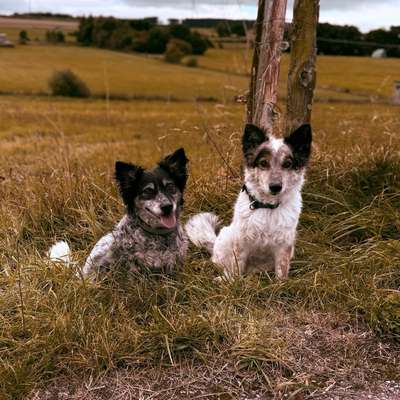 Hundetreffen-Gemeinsame Hunderunden 😊