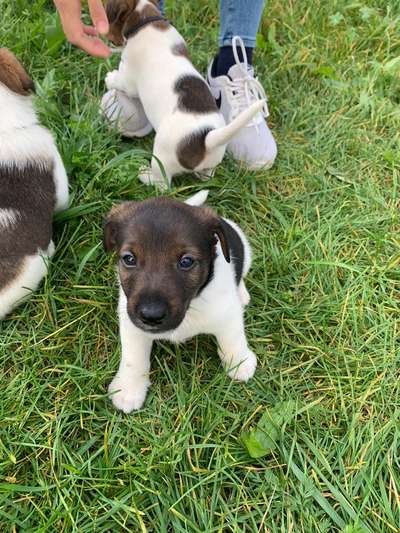 Welpen Bilder !-Beitrag-Bild