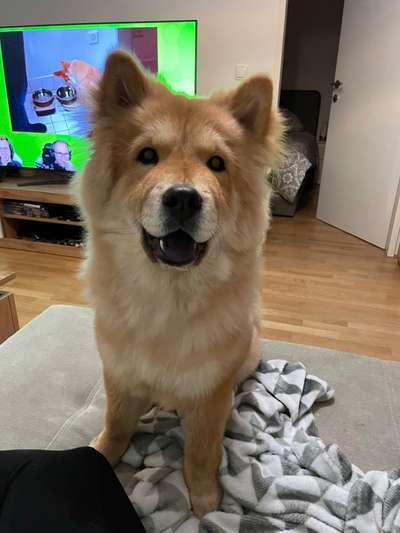 Eurasier-Beitrag-Bild
