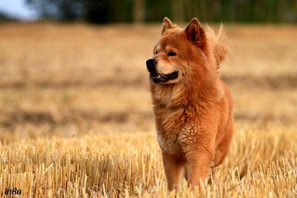 Was denkt ihr, welche Rassen könnten in ihm stecken?-Beitrag-Bild
