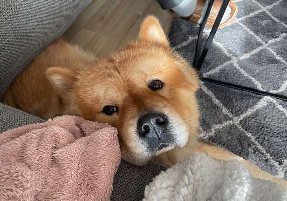 Was denkt ihr, welche Rassen könnten in ihm stecken?-Beitrag-Bild