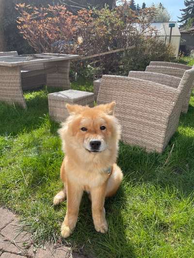 Was denkt ihr, welche Rassen könnten in ihm stecken?-Beitrag-Bild