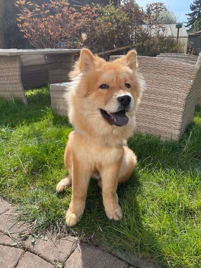 Was denkt ihr, welche Rassen könnten in ihm stecken?-Beitrag-Bild