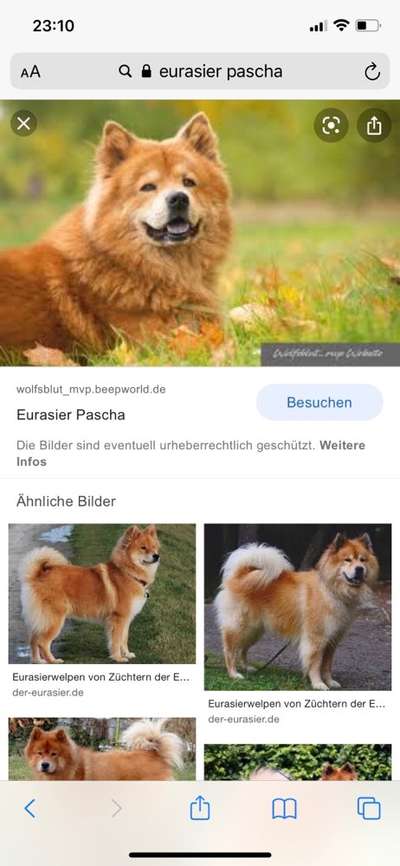 Was denkt ihr, welche Rassen könnten in ihm stecken?-Beitrag-Bild