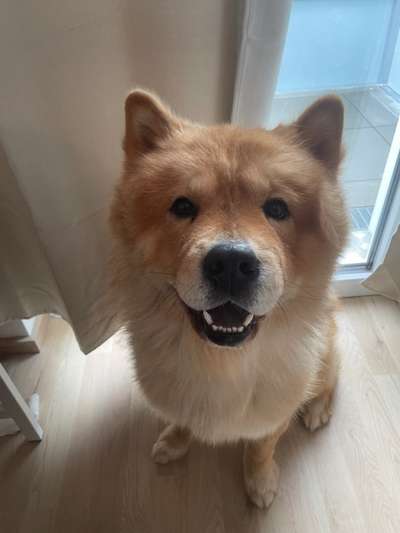 Was denkt ihr, welche Rassen könnten in ihm stecken?-Beitrag-Bild