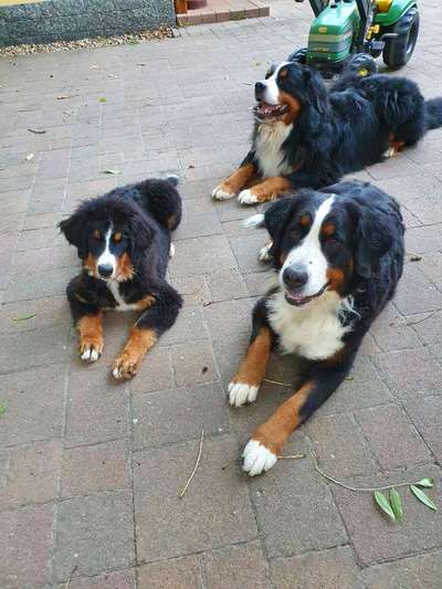 Die Dogorama Kalender Challenge Titelbild-Beitrag-Bild