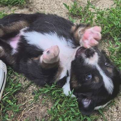 aktuelles Foto Gruppe Australian Shepherd