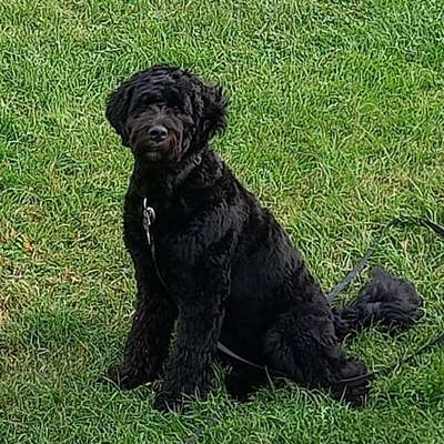 Hundetreffen-Gassi und Spiele-Runde-Bild