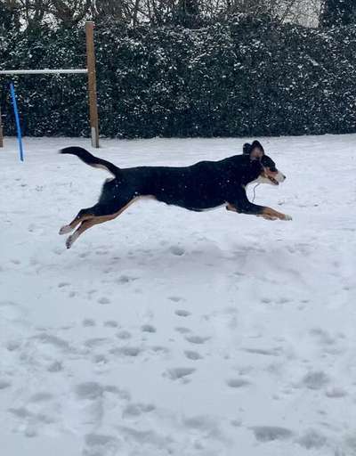 Challenge Nr. 16         Dynamik - Dein Hund in Bewegung-Beitrag-Bild