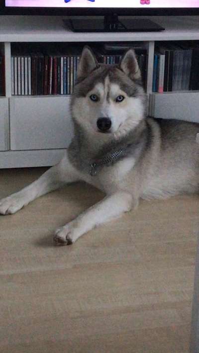 Nordische Hunde-Beitrag-Bild