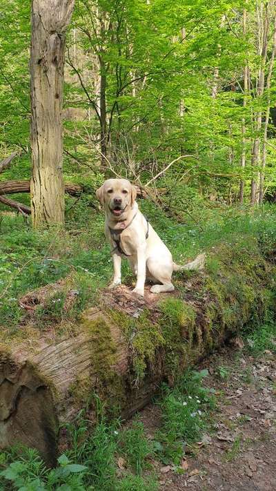 Dogorama Photo Challenge - Märchenwald-Beitrag-Bild