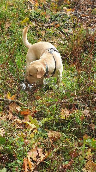 Labradorfans-Beitrag-Bild