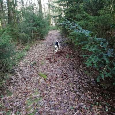 Hundetreffen-Welpen Treff Reichenbach vogtland-Bild