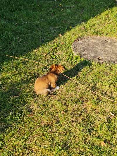 Fotochallenge No. 26                                     Wald und Wiese-Beitrag-Bild