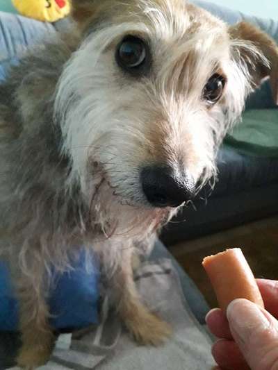 eure Spitznamen für die Vierbeiner-Beitrag-Bild