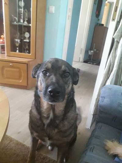 eure Spitznamen für die Vierbeiner-Beitrag-Bild