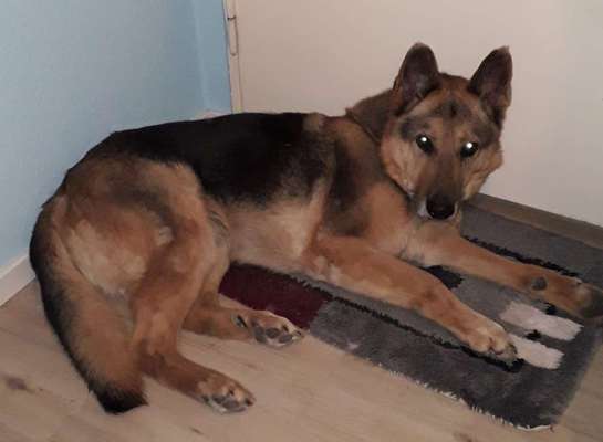 Rücksicht und die "Chemiekeule" beim Hund.-Beitrag-Bild