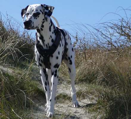 Hundetreffen-Spielfreunde gesucht-Bild