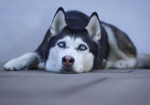 Hundetreffen-Social Walk-Bild