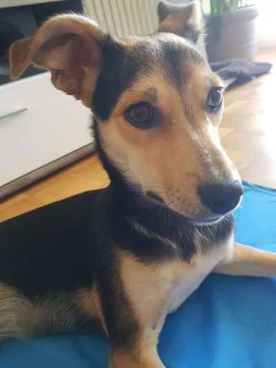 Welche Hunderasse-Beitrag-Bild