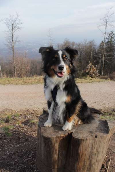 Hundetreffen-Trainingspartner gesucht-Bild