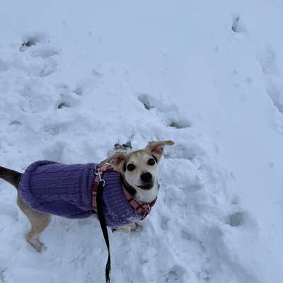 Mischlinge raten - Rätselspaß-Beitrag-Bild