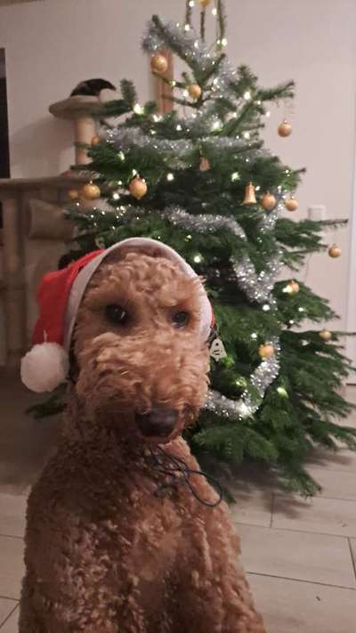 Dogorama Photo Challenge - Weihnachtsbaum-Beitrag-Bild