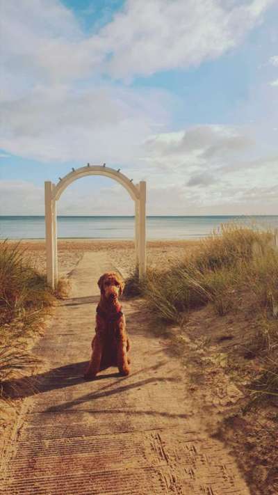 Black dogs are beautiful-Beitrag-Bild