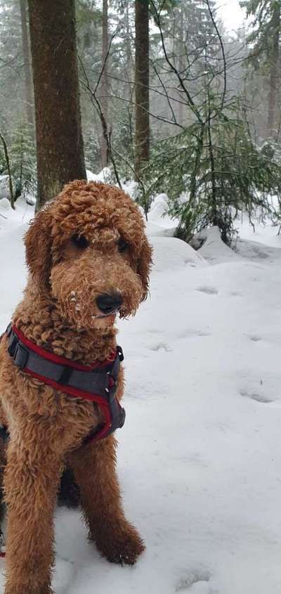 Welche Hunderasse-Beitrag-Bild